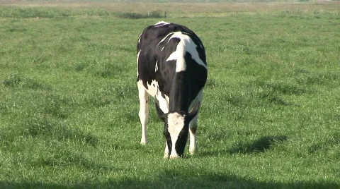 Dutch Cows 1 Stock Footage 784622