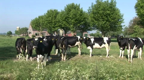 Dutch Cows 2 Stock Footage 784594