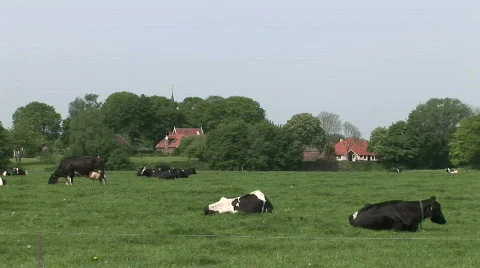 Dutch Cows 3 Stock Footage