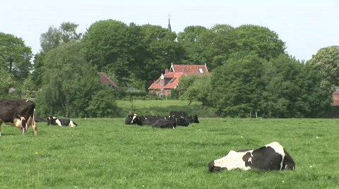 Dutch Cows 4 Stock Footage 784713