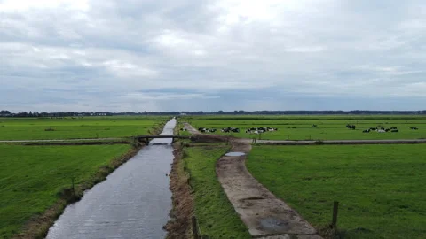 Dutch cows Stock Footage 162073941