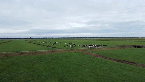 Dutch cows Stock Footage 162074271