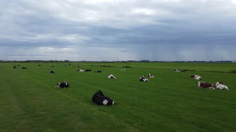 Dutch cows Stock Footage 162075300