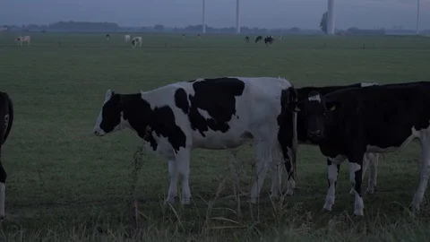 Dutch Cows Meadow in the Morning - Ungraded - Standing Still Stock Footage