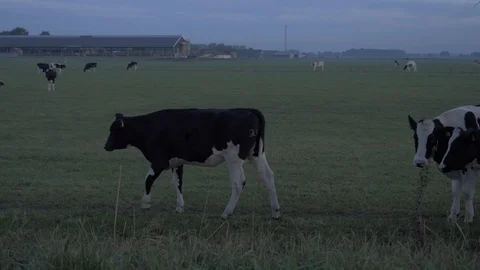 Dutch Cows Meadow in the Morning - Ungraded - Walking And Standing Still Stock Footage