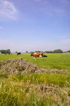 Dutch cows on a meadow Foto stock