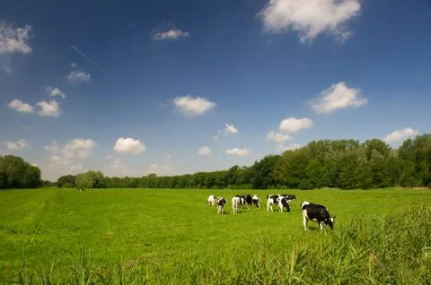 Dutch cows Stock Photos