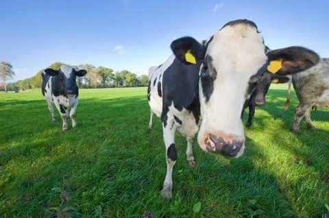 Dutch cows Stock Photos