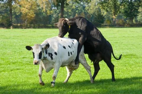Dutch cows Stock Photos