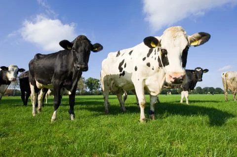 Dutch cows Stock Photos