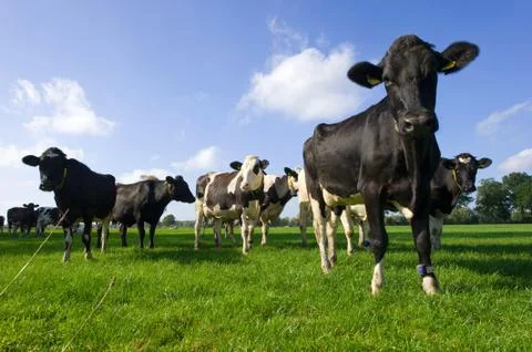 Dutch cows Stock Photos
