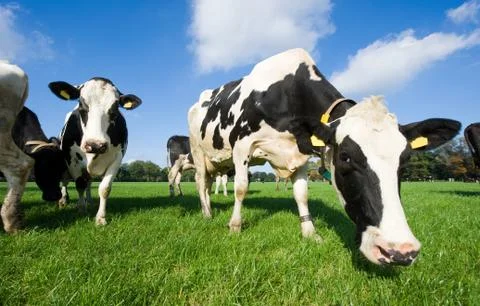 Dutch cows Stock Photos