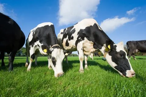 Dutch cows Stock Photos