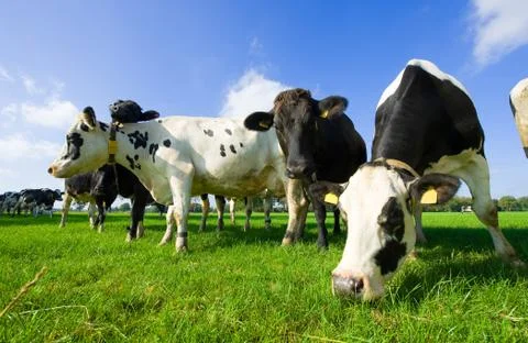 Dutch cows Foto stock
