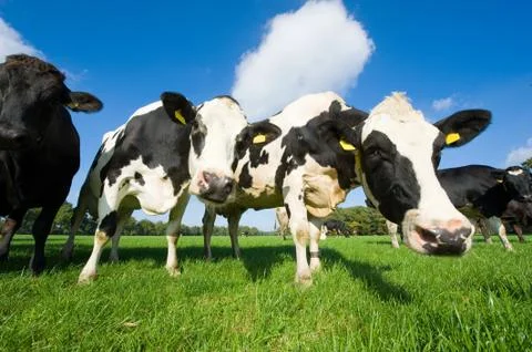 Dutch cows Stock Photos