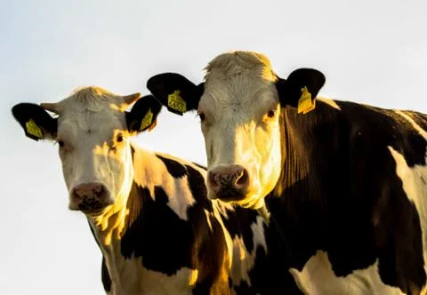 Dutch cows Stock Photos