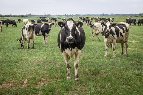 Dutch Cows Stock Photos