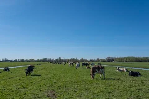 Dutch cows in a typical Dutch setting Stock Photos