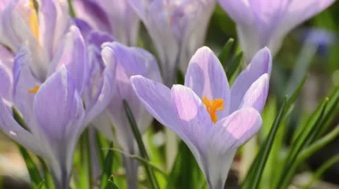 Dutch crocus (Crocus vernus) Stock Footage 12677190