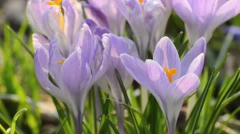 Dutch crocus (Crocus vernus) Stock Footage 12677202