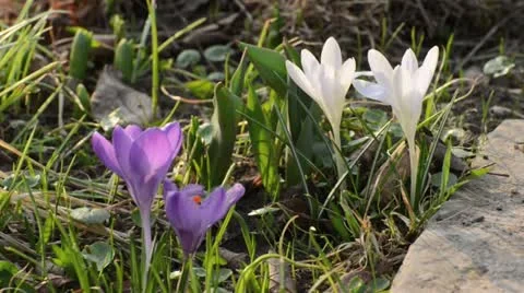Dutch crocus (Crocus vernus) Stock Footage 12677215