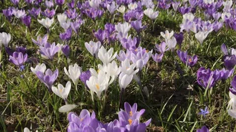 Dutch crocus (Crocus vernus) Stock Footage 13795453
