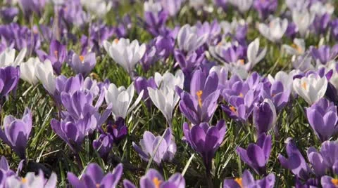 Dutch crocus (Crocus vernus) Stock Footage 13795540