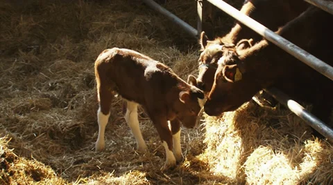 Dutch Deep Red cattle calf in deep litter stable 動画素材 27363818