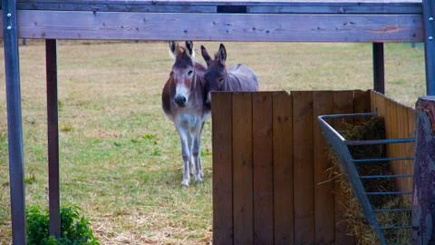 Dutch Donkey Stock Photos
