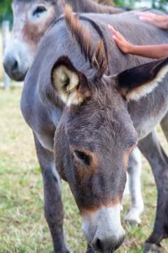 Dutch Donkey Stock Photos