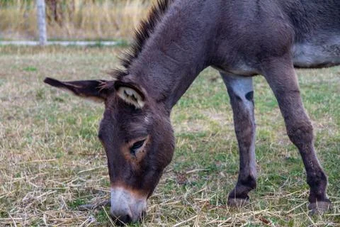 Dutch Donkey Stock Photos