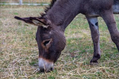 Dutch Donkey Stock Photos