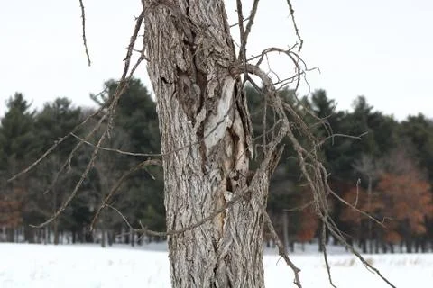 Dutch Elm Disease Stock Photos