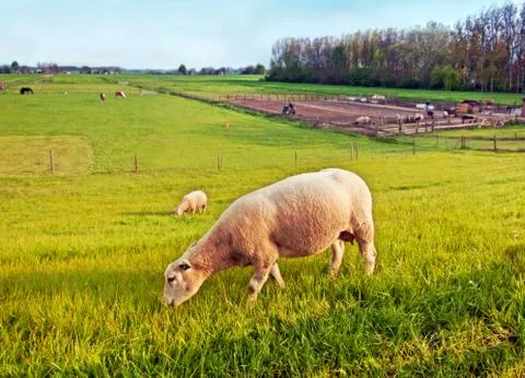 Dutch farm by spring Stock Photos