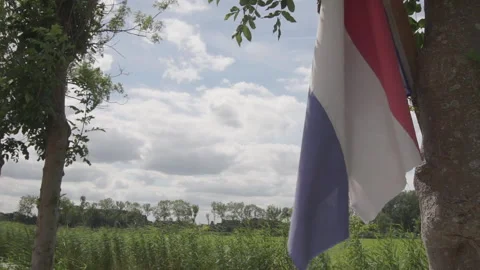 Dutch flag in a tree 库存影片 136386819