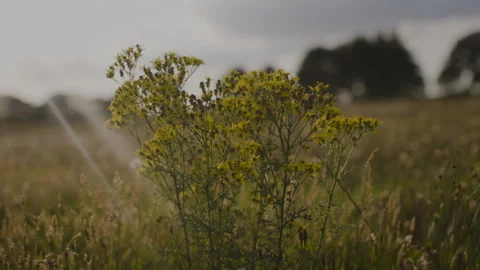 Dutch Floral Tapestry Stock Footage 262575784