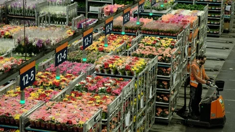 Dutch Flower Auction Distribution Stock Footage 129576207
