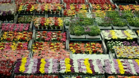 Dutch Flower Auction Distribution Stock Footage 129578472