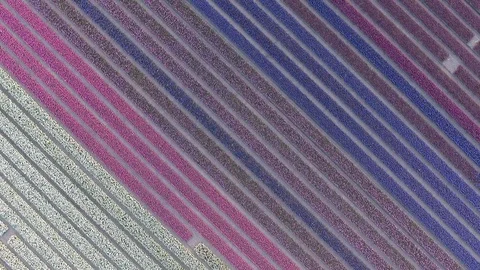 Dutch flower field hover over with purple/white flowers shot by drone 動画素材 128385577
