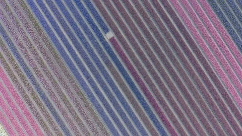 Dutch flower field hover over with purple flowers shot by drone 動画素材 128385644