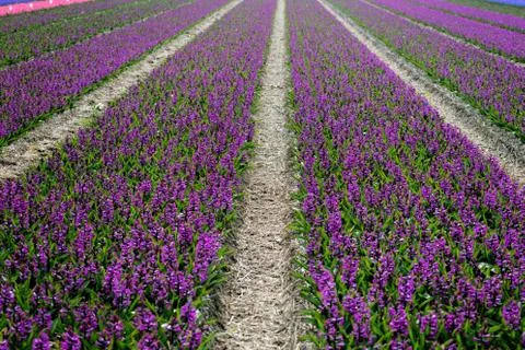 Dutch flower fields Foto stock