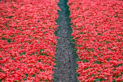 Dutch flower fields Foto stock