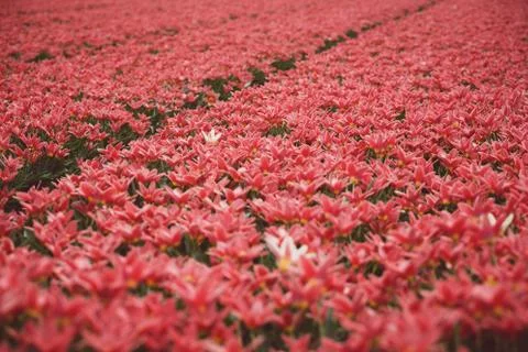 Dutch flower fields Stock Photos