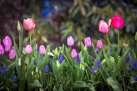 Dutch flower fields Foto stock