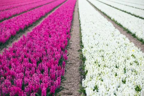 Dutch flower fields Stock-Fotos