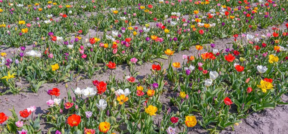Dutch flower fields Stock Photos