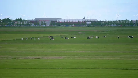 Dutch grassland [wide] Stock Footage 131966194