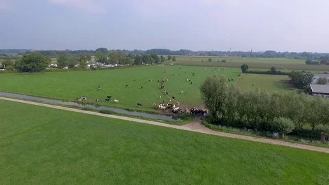Dutch grasslands landscape with cows Video stock 79664015