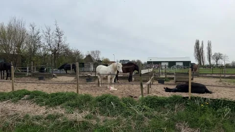 Dutch Green Fields with Horses and Dog Near Power Lines in Countryside Stock Footage 334137539