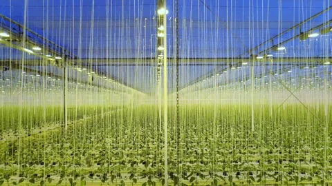 Dutch greenhouse with artificial lighting Stock Footage 295323053